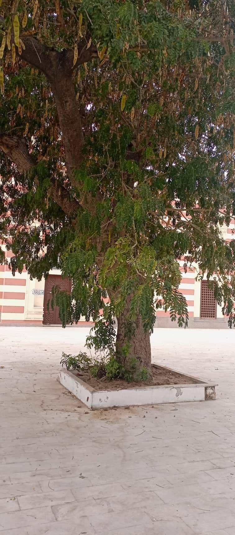 201922-شجرة-دقن-الباشا-الأثرية-داخل-المسجد-العباسى-بحى-العرب-ببورسعيد--(1)