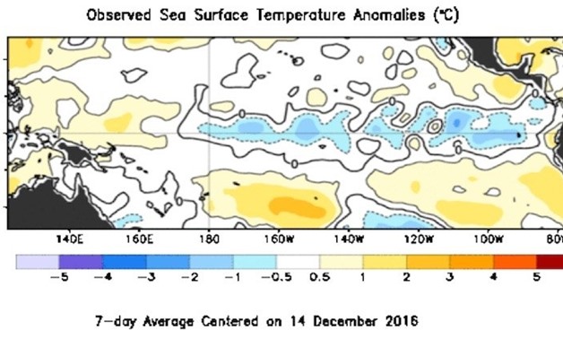 Figure 1. Departures from average sea surface temperature for this time of year as of mid-December show a diffuse, borderline La Niña signal across the central and eastern tropical Pacific.
