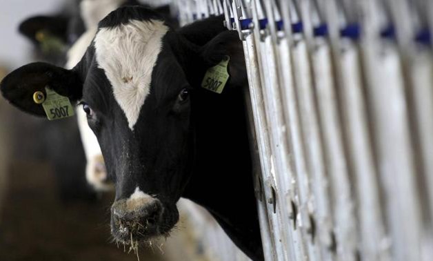  Cows - Reuters