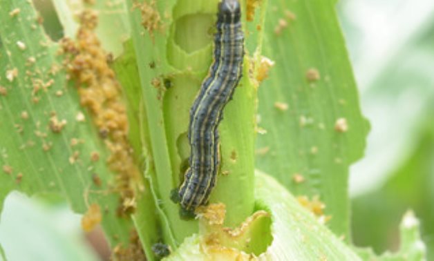 Fall armyworm at IITA Ibadan- CC via Flickr/International Institute of Tropical Agriculture