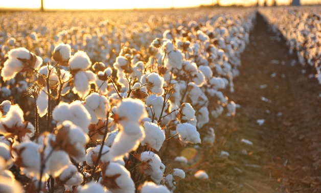 Cotton, Industries