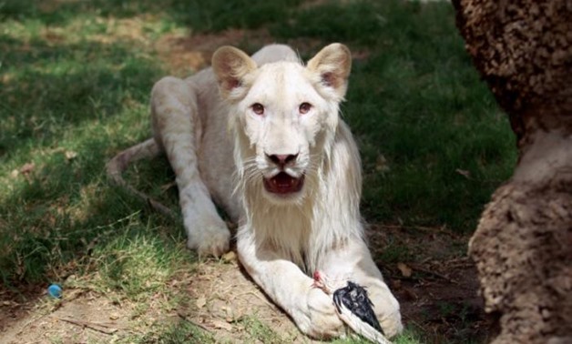 A white lion eats a dead bird at Al Zawra zoo in Baghdad, Iraq June 15, 2017. Picture taken June 15, 2017. REUTERS/Khalid al-Mousily