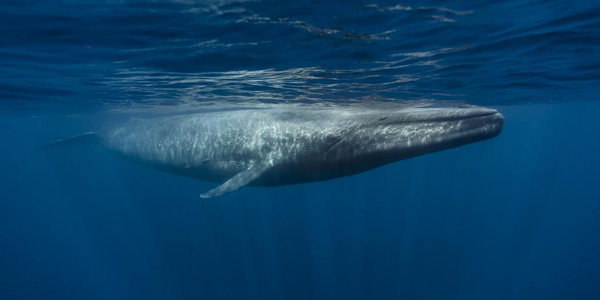 Blue_Whales