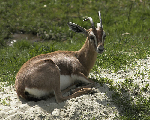 Mountain_gazelle-_CC_via_Wikimedia