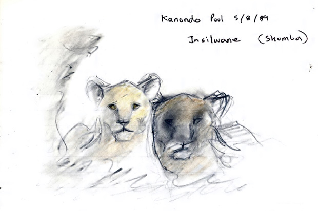 One of these lions sketched by the author in 1989 may well have been Cecil's grandmother. 