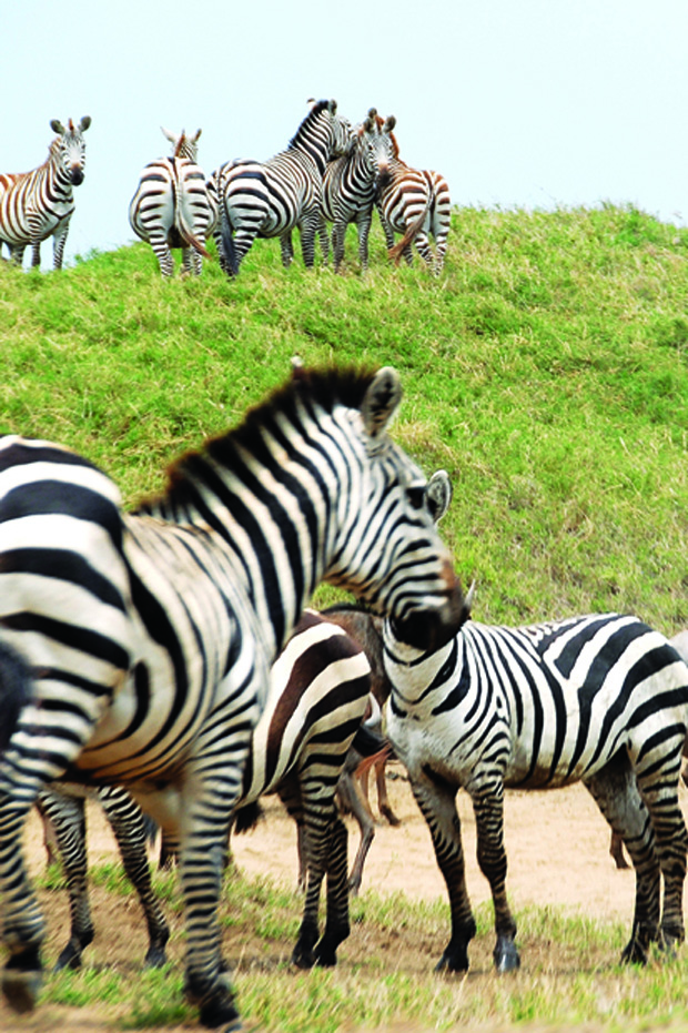 Serengeti zebras.