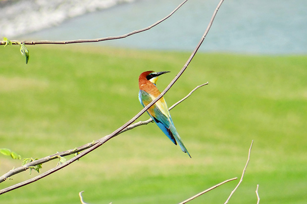 Birdlife on the golf course at the Stella Di Mare Golf Hotel.