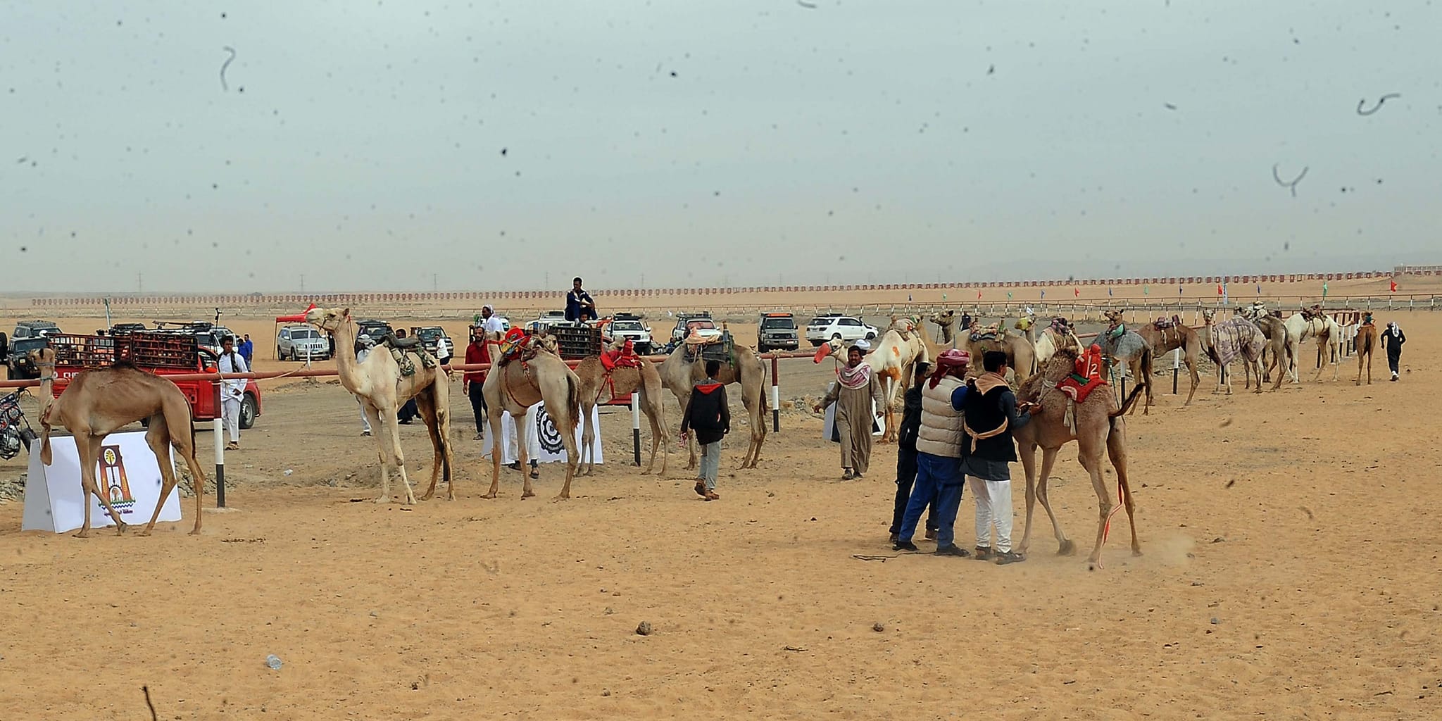 Egypt’s PM inaugurates int’l equestrian club and diverse projects in New Valley 8