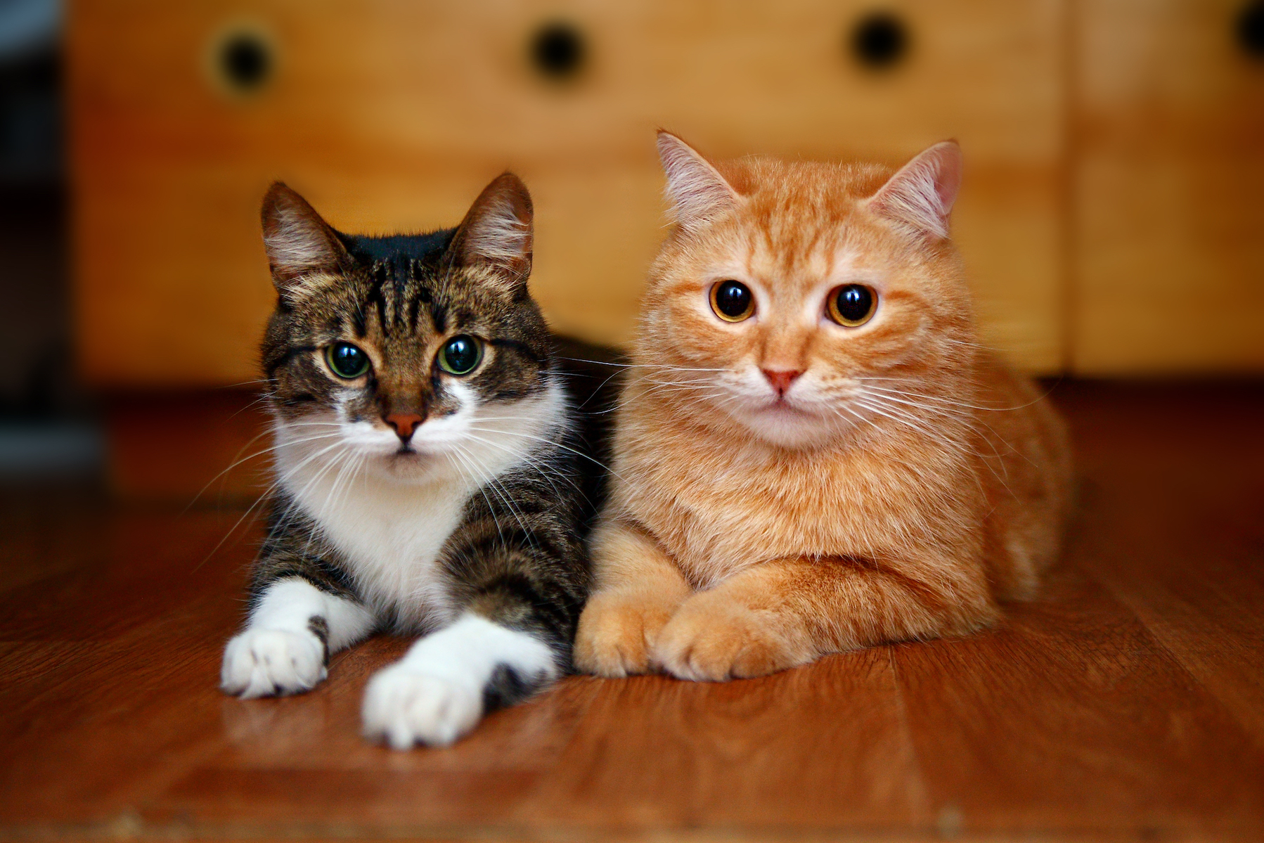 Can-FIV-positive-and-negative-cats-live-together