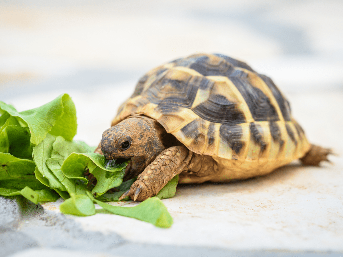 best-pet-turtle-and-tortoise