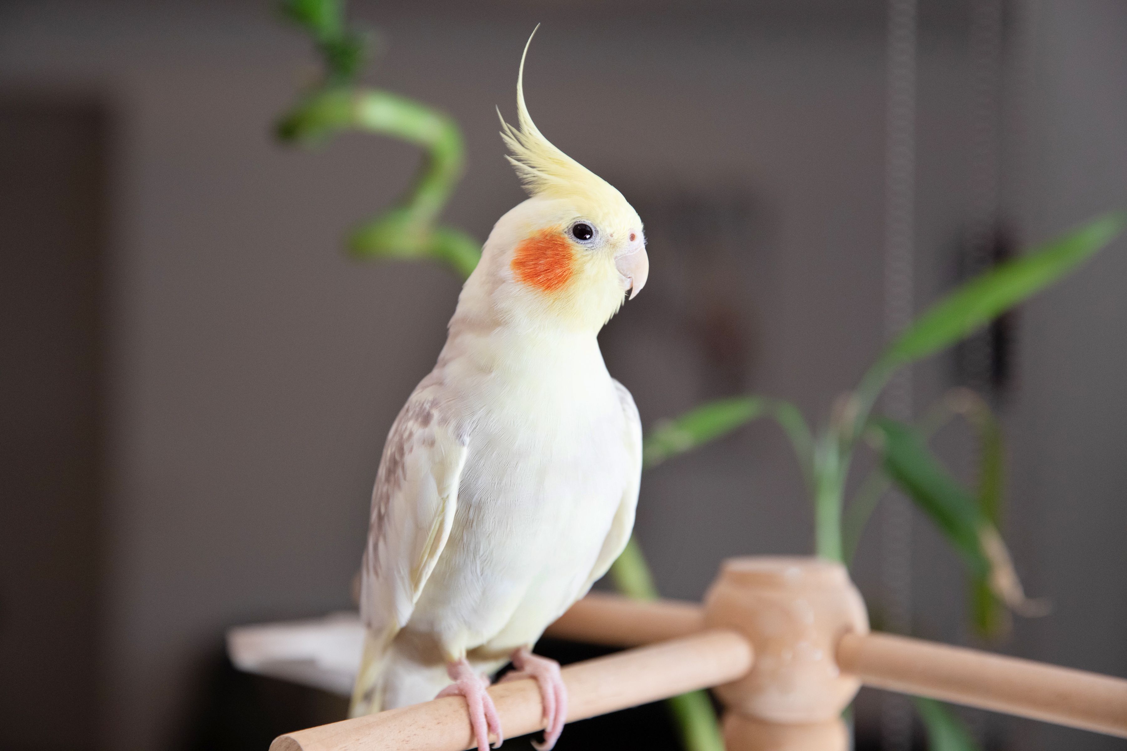 popular-small-bird-species-390926-hero-d3d0af7bb6ed4947b0c3c5afb4784456