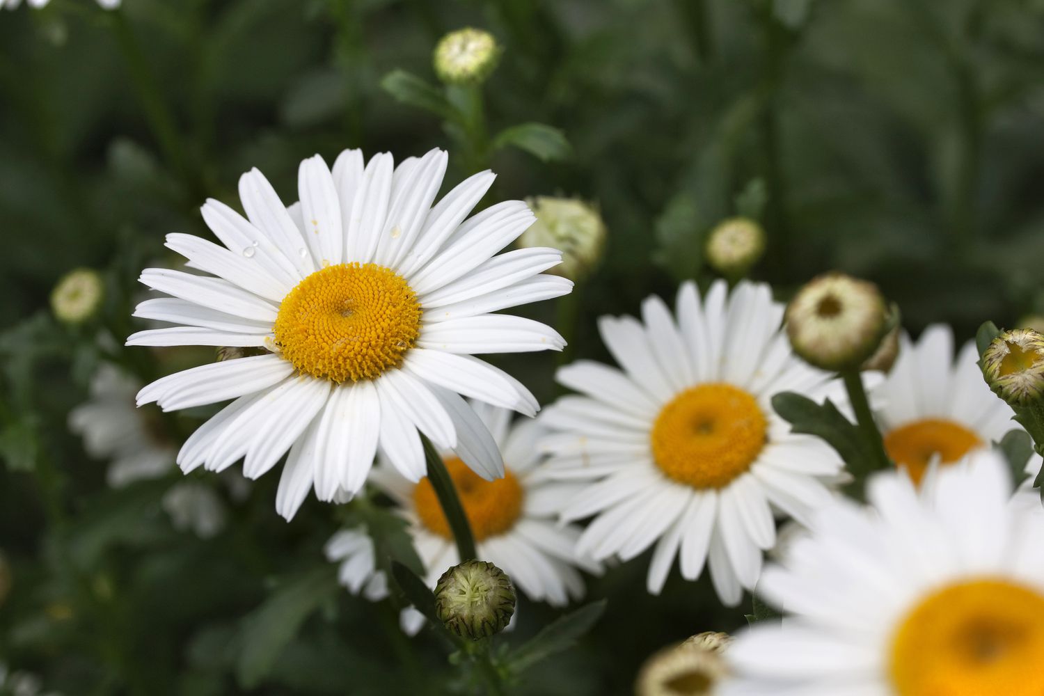 Daisies