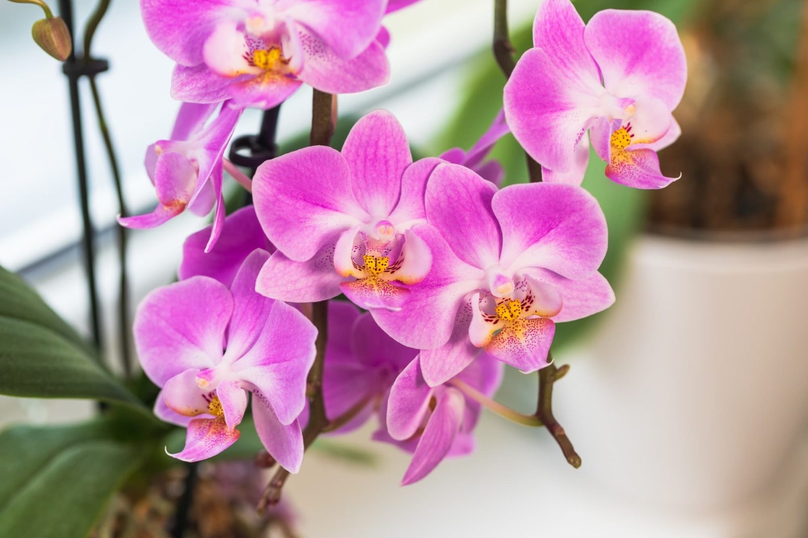 Orchids