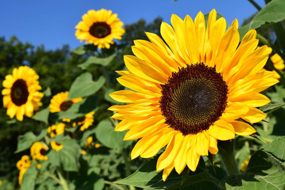 The Language of Flowers What Your Favorite Flower Reveal About You