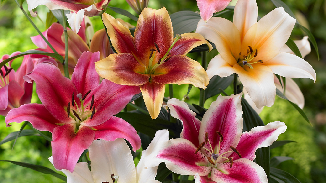 Lilies