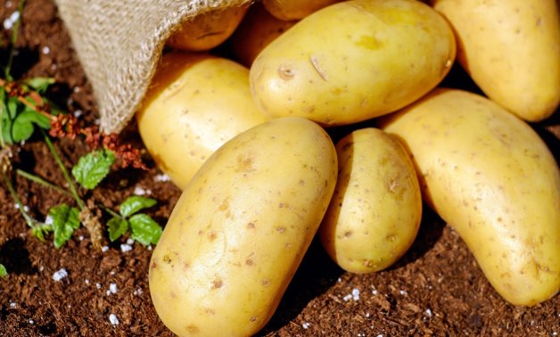 Egypt’s Potato Boom: 9 Million in Exports in Just 10 Months!