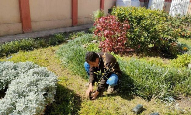 Egyptian ministry reveals updates on '100 Million Trees' initiative
