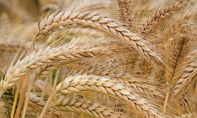 Egypt in new partnership to import wheat from Turkey